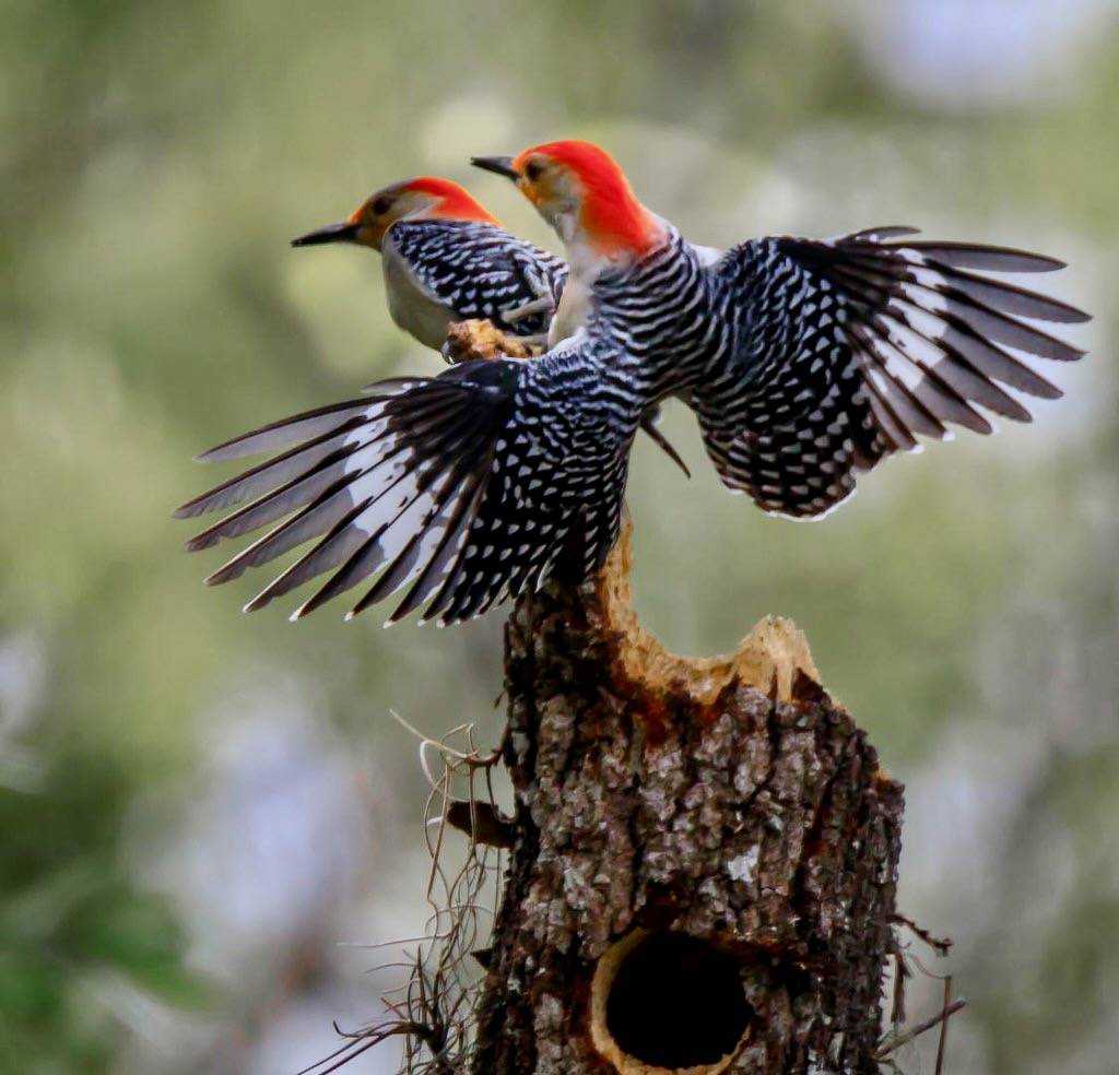 Red Bellied Woodpecker's Mating by Jitney58 is licensed under CC BY 2.0.